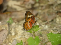 Orange Lacewing - ssp methypsea - male  - Phuket