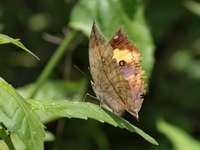 Orange Oakleaf - ssp siamensis - female  - Phu Kradueng NP