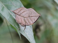 Orange Oakleaf - ssp siamensis - male  - Phu Suan Sai NP