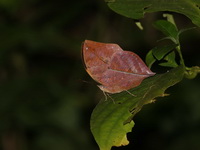 Orange Oakleaf - ssp siamensis - male  - Mae Moei NP