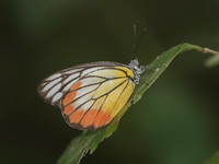 Painted Jezebel - ssp indica - male  - Baan Maka