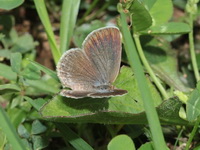 Pale Grass Blue - ssp maha - female  - Doi Ang Khang