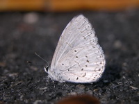 Pale Hedge Blue - ssp dilecta  - Thale Ban NP