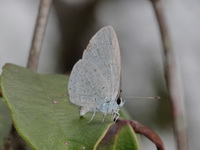 Pale Hedge Blue - ssp dilecta  - Phu Kradueng NP