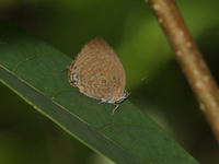 Pale Yellow Oakblue - ssp yajuna  - Bang Lang NP