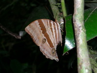 Pale-haired Palmking - ssp ochraceofusca  - Ranong