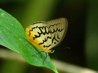 Pallid Faun - ssp faunula - female  - Thale Ban NP