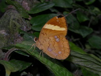 Pan - ssp busiris  - Phuket