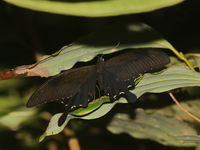 Papilio iswaroides  - Bang Lang NP