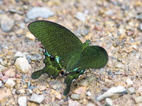 Paris Peacock - ssp paris - male  - Kaeng Krachan NP