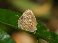 Patchy Oakblue - ssp media  - Phuket