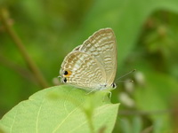 Peablue - male  - Phuket