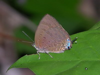 Pinkish-washed Oakblue - ssp wilcocksi  - Phuket