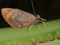 Plain Brownie - ssp croton - female  - Doi Chiang Dao WS