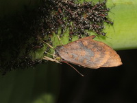 Plain Brownie - ssp croton - female  - Doi Chiang Dao WS