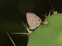 Plain Cupid - ssp pandava - female  - Cha-am