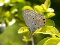 Plain Cupid - ssp pandava - male dsf  - Phuket