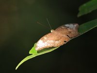 Plain Earl - ssp jahnides - female  - Khao Ang Rue Nai WS