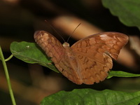 Plain Earl - ssp jahnides - female  - Baan Maka