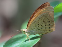 Plain Earl - ssp jahnides - male  - Ubon Ratchatani