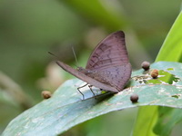 Plain Earl - ssp jahnides - male  - Khao Ang Rue Nai WS