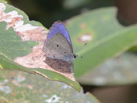 Plain Hedge Blue - ssp isabella  - Khao Ramrom