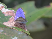 Plain Hedge Blue - ssp isabella  - Khao Ramrom