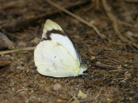 Plain Puffin - ssp indra - male  - Phuket