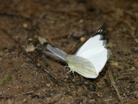 Plain Puffin - ssp indra - male  - Phuket