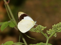Plain Puffin - ssp plana - male  - Betong