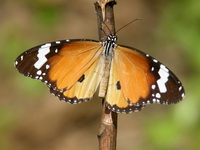 Plain Tiger - ssp chrysippus - male  - Phuket
