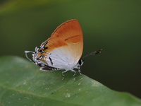 Plush - ssp ismarus - female  - Than Bok Khoranee NP