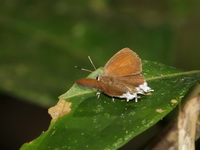 Plush - ssp ismarus - female  - Khao Luang Krung Ching NP