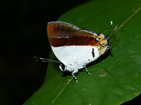 Plush - ssp ismarus - male  - Thale Ban NP