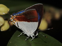 Plush - ssp ismarus - male  - Khao Banthad WS