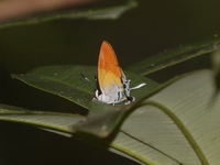 Plush - ssp nedymond - female  - Bang Lang NP