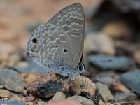 Pointed Ciliate Blue - ssp lycambes  - Kaeng Krachan NP