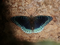 Popinjay - ssp subucula - female  - Doi Inthanon NP