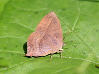 Purple Leaf Blue - ssp anita - female  - Saraburi