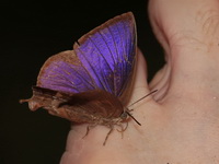 Purple Leaf Blue - ssp anita - male  - Baan Maka