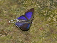Purple Tit  - ssp skapane - Bang Lang NP