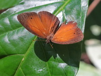 Red Bushbrown - ssp surkha  - Khao Laem NP