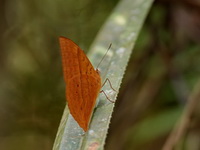 Red Caliph - ssp corbeti - male  - Khao Ramrom