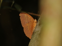Red Caliph - ssp corbeti - male  - Bang Lang NP