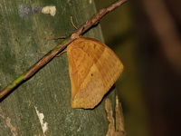 Red Caliph - ssp intermedia - male  - Thong Pha Phum NP