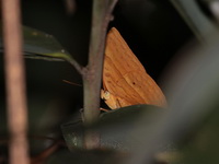 Red Caliph - ssp intermedia - male  - Kaeng Krachan NP