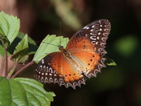 Red Lacewing - ssp biblis - male  - Doi Lang