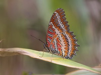 Red Lacewing - ssp biblis - male  - Phu Luang WS