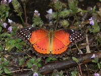 Red Lacewing - ssp biblis - male  - Doi Phu Kha NP