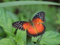 Red Lacewing - ssp perakana - male  - Khao Ramrom